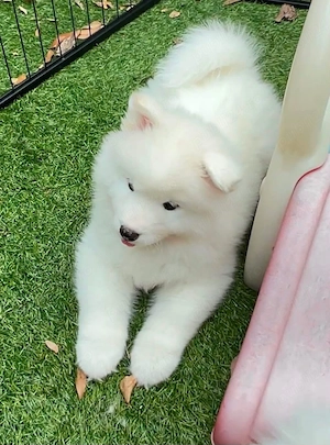 Vand catei caini rasa Samoyed - imagine 2