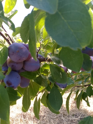Prune soi ,,Record,,