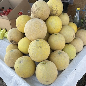 Pepeni galbeni 
