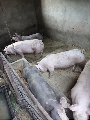 Porci de vanzare - imagine 3