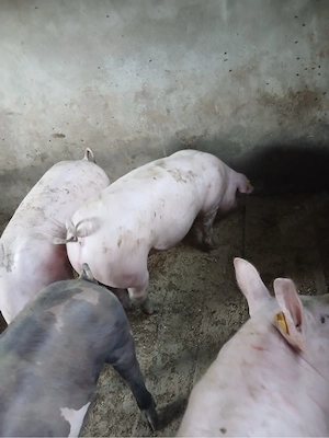 Porci de vanzare - imagine 2