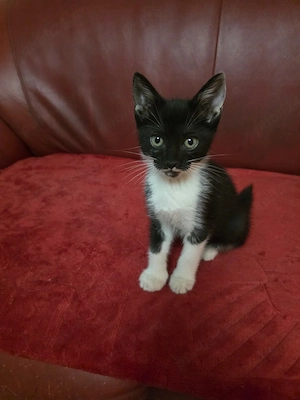 Puiuți de pisică spre adopție