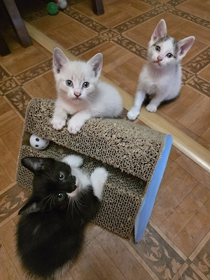 Puiuți de pisică spre adopție - imagine 2