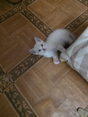 Puiuți de pisică spre adopție - imagine 5