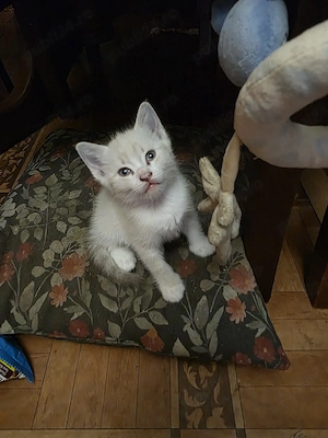 Puiuți de pisică spre adopție - imagine 4