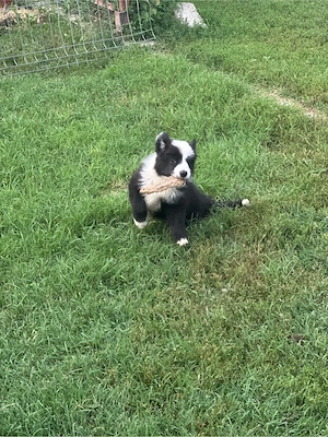 Border collie rasa pura  - imagine 3