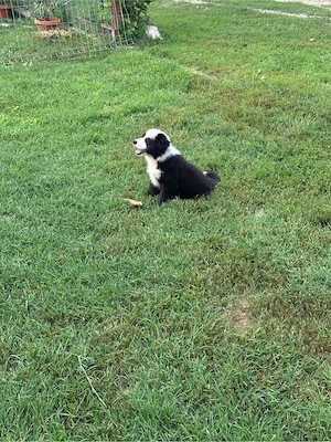 Border collie rasa pura  - imagine 5