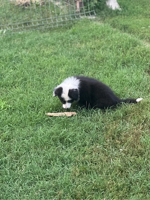 Border collie rasa pura  - imagine 2