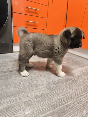 Akita American  - imagine 4