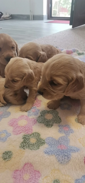 Cockeri spaniel 