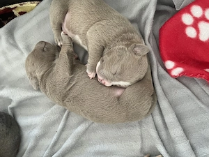 Cățelușii American Bully ,tatăl Campion România.Cititi descrierea sa vedeți de ce sunt la acest pret - imagine 3