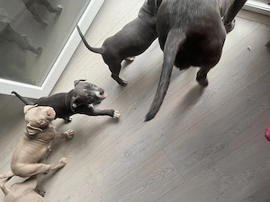 Cățelușii American Bully ,tatăl Campion România.Cititi descrierea sa vedeți de ce sunt la acest pret - imagine 5