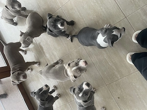 Cățelușii American Bully ,tatăl Campion România.Cititi descrierea sa vedeți de ce sunt la acest pret - imagine 4