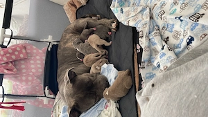 Cățelușii American Bully ,tatăl Campion România.Cititi descrierea sa vedeți de ce sunt la acest pret
