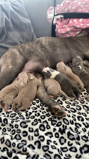 Cățelușii American Bully ,tatăl Campion România.Cititi descrierea sa vedeți de ce sunt la acest pret - imagine 2
