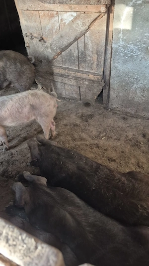 Porci de vânzare  - imagine 2