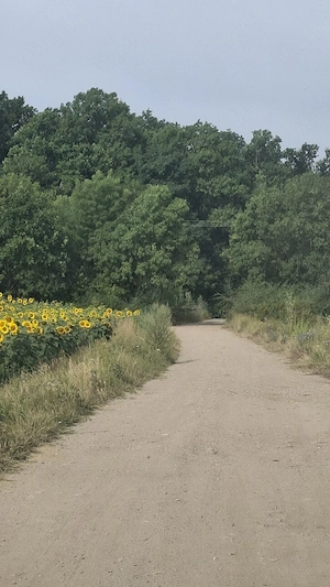 Teren lăngă  Pădurea  Giroc    