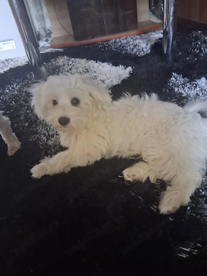Pui bichon maltez  - imagine 2