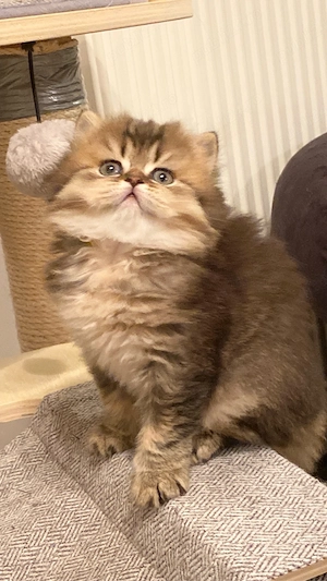 Motanel Blue Golden Tabby - imagine 3