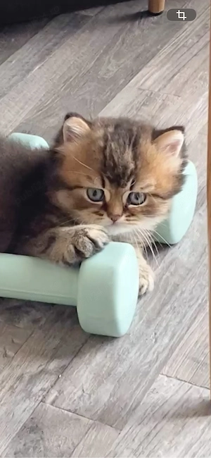 Motanel Blue Golden Tabby - imagine 2