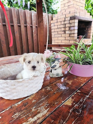 bichon havanez - imagine 5