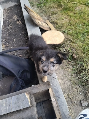 Adoptie 3 pui de câine
