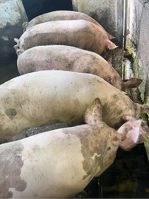 Vand porci si purcei 