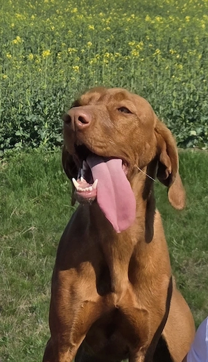 femela vizsla maghiara