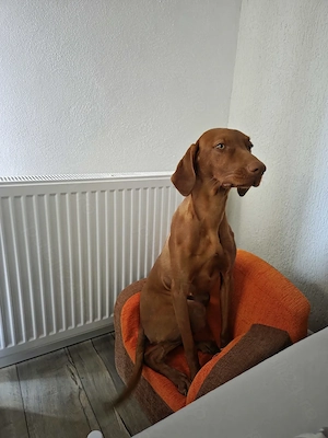 femela vizsla maghiara - imagine 3