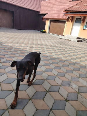 Mascul Doberman german