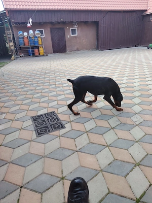 Mascul Doberman german - imagine 3