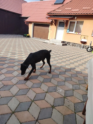 Mascul Doberman german - imagine 2