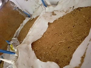 Triticale anul acesta 