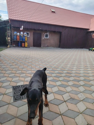 Mascul Doberman german - imagine 4