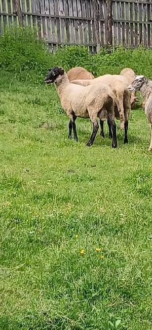 schimb berbec 