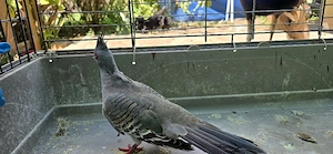 Australian cu mot