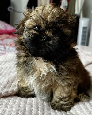 Bichon havanez puiuți 