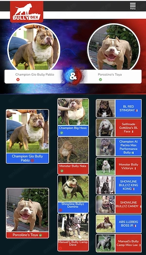 American bully pocket 8 lunii