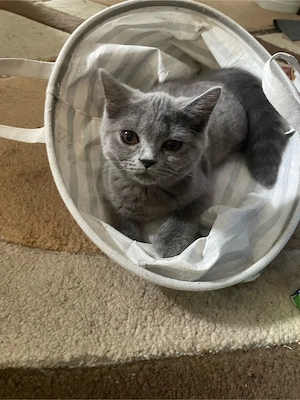 pisicuța superba british shorthair isi cauta o familie iubitoare,serioasa  si responsabila  - imagine 2