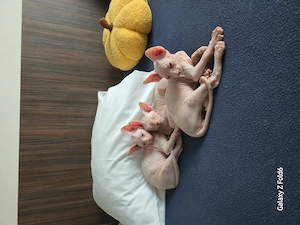 Pui Sphynx