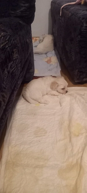 Vand bichon maltez - imagine 2