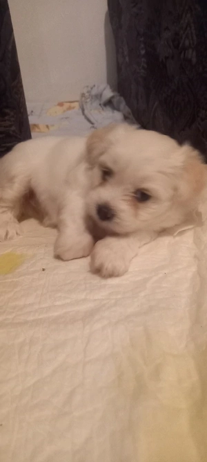 Vand bichon maltez - imagine 4