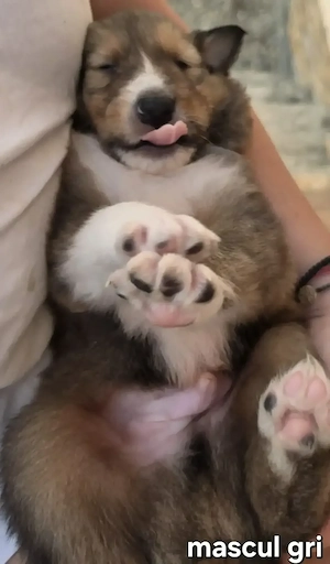 Vand pui rasa Collie Rough tricolori (ciobanesc scotian)