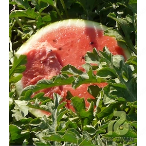 Pepeni verzi de vanzare !
