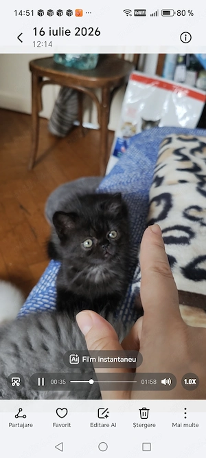 Motănel persan Bagheera exotic 8 săptămâni jucăuș tare