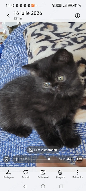 Motănel persan Bagheera exotic 8 săptămâni jucăuș tare - imagine 2