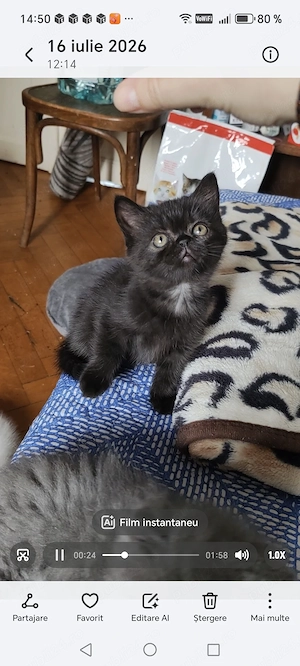 Motănel persan Bagheera exotic 8 săptămâni jucăuș tare - imagine 3