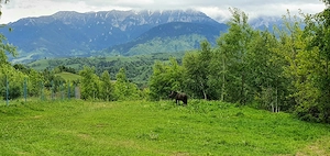 Teren pentru casa de vacanta , Pestera , Brasov - imagine 2