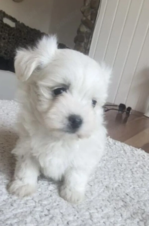 Bichon Maltese 