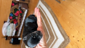 Vând Schnauzer pitic